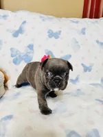 Pink Collar, a female French Bulldog for sale in Sugar Land, TX – Photo 4 of 8