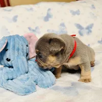 Red Collar, a male French Bulldog for sale in Sugar Land, TX – Photo 2 of 8