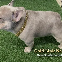 Red Collar, a male French Bulldog for sale in Sugar Land, TX – Photo 3 of 8