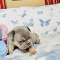 Red Collar, a male French Bulldog for sale in Sugar Land, TX – Photo 1 of 8