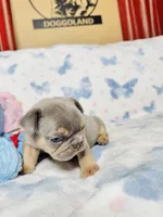 Red Collar, a male French Bulldog for sale in Sugar Land, TX – Photo 1 of 8