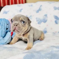 Red Collar, a male French Bulldog for sale in Sugar Land, TX – Photo 6 of 8