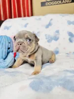 Red Collar, a male French Bulldog for sale in Sugar Land, TX – Photo 6 of 8