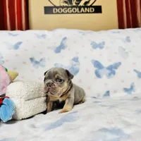 Red Collar, a male French Bulldog for sale in Sugar Land, TX – Photo 5 of 8