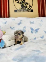 Red Collar, a male French Bulldog for sale in Sugar Land, TX – Photo 5 of 8