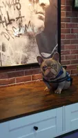 Red Collar, a male French Bulldog for sale in Sugar Land, TX – Photo 7 of 8