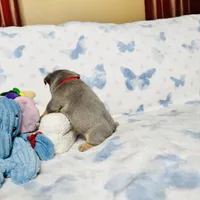 Red Collar, a male French Bulldog for sale in Sugar Land, TX – Photo 4 of 8