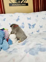 Red Collar, a male French Bulldog for sale in Sugar Land, TX – Photo 4 of 8