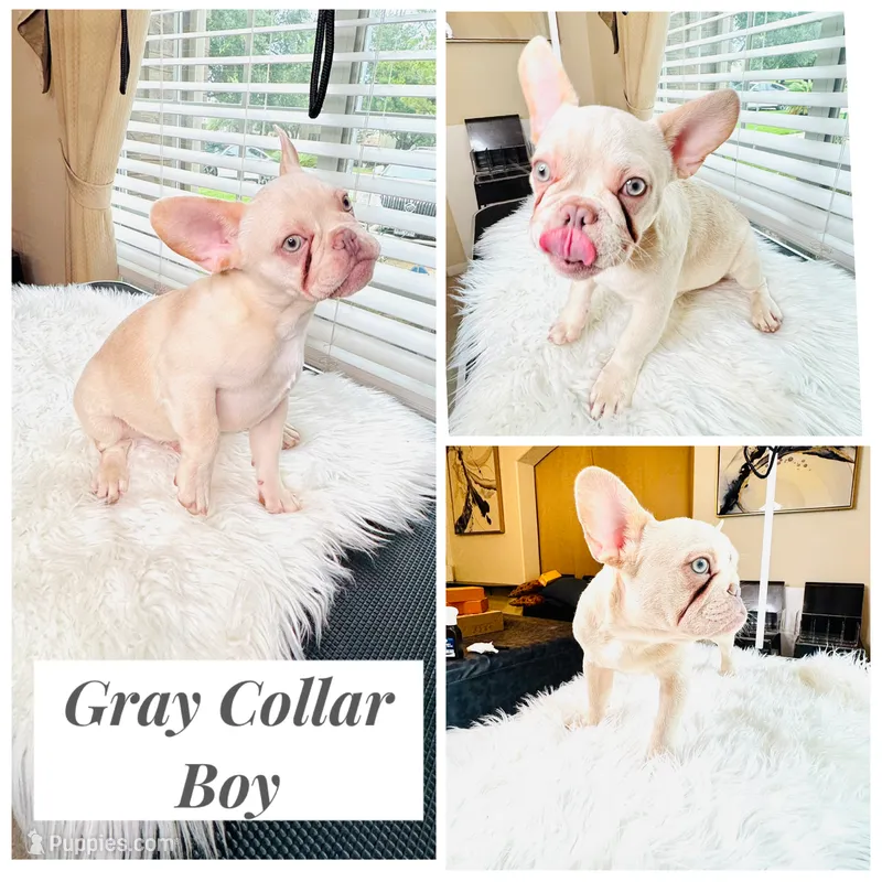 Gray Collar – French Bulldog puppy for sale in Sugar Land, TX