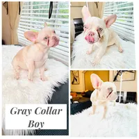 Gray Collar, a male French Bulldog for sale in Sugar Land, TX – 1 of 8