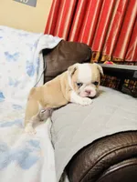 Blue Collar, a male French Bulldog for sale in Sugar Land, TX – Photo 5 of 9