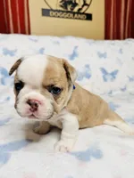 Blue Collar, a male French Bulldog for sale in Sugar Land, TX – Photo 7 of 9