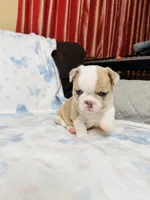 Blue Collar, a male French Bulldog for sale in Sugar Land, TX – Photo 4 of 9