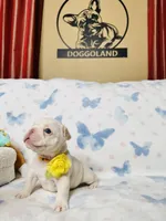 processed/11c35c54-33a8-4fc8-ba6b-2984eadb8a27/listing/b6238265-f5e6-4816-b9d6-dc43c96369b0/10335589-50d1-49f4-82a8-3cadb16ccb7f