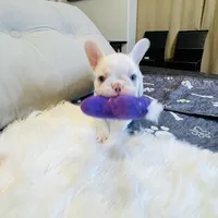 Yellow Collar, a female French Bulldog for sale in Sugar Land, TX – Photo 3 of 7