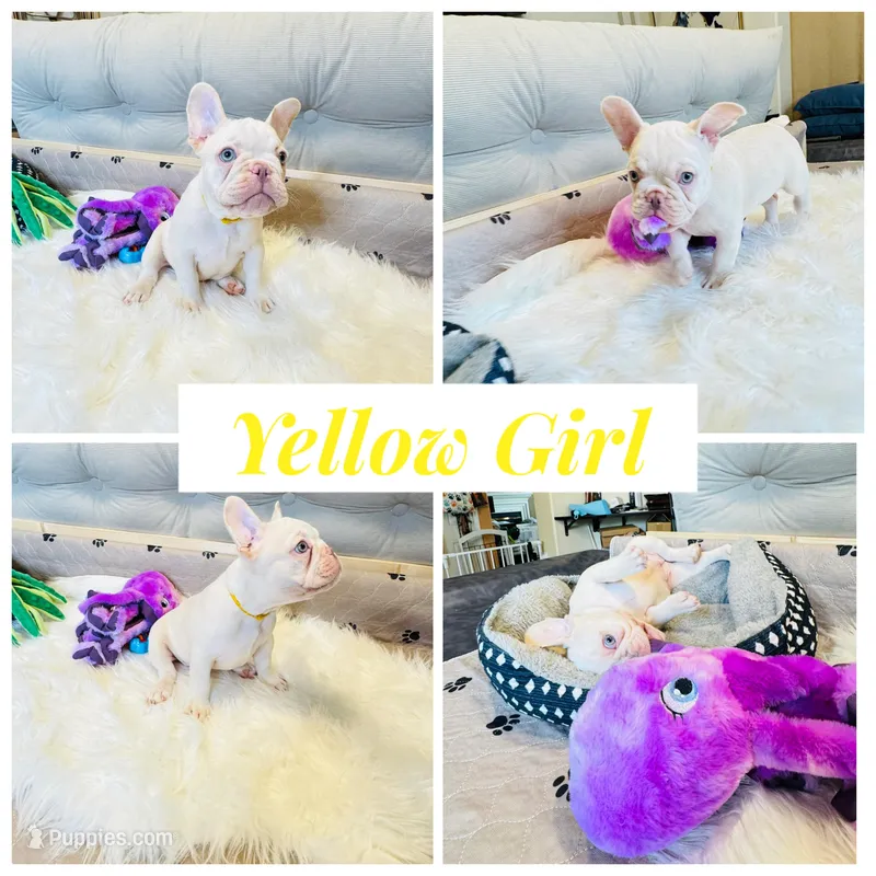 Yellow Collar – French Bulldog puppy for sale in Sugar Land, TX