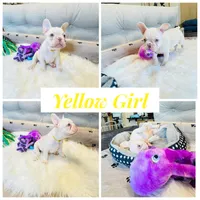 Yellow Collar, a female French Bulldog for sale in Sugar Land, TX – Photo 1 of 7