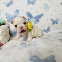 Yellow Collar, a female French Bulldog for sale in Sugar Land, TX – Photo 4 of 7