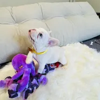 Yellow Collar, a female French Bulldog for sale in Sugar Land, TX – Photo 2 of 7