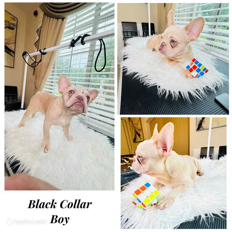 Black Collar – French Bulldog puppy for sale in Sugar Land, TX