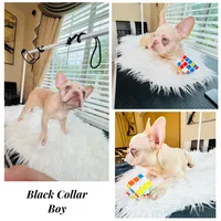 Black Collar, a male French Bulldog for sale in Sugar Land, TX – 1 of 7