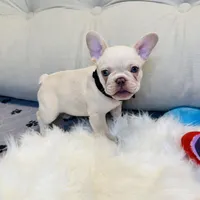 Black Collar, a male French Bulldog for sale in Sugar Land, TX – Photo 4 of 6
