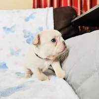 Black Collar, a male French Bulldog for sale in Sugar Land, TX – Photo 3 of 6