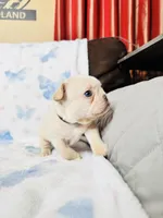 Black Collar, a male French Bulldog for sale in Sugar Land, TX – Photo 4 of 8