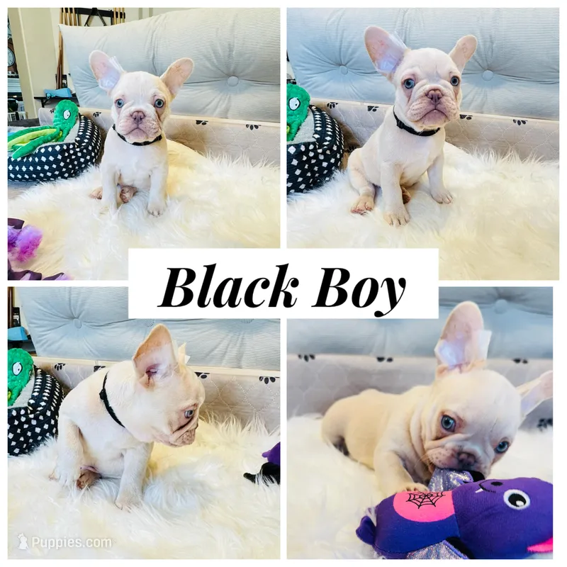 Black Collar – French Bulldog puppy for sale in Sugar Land, TX