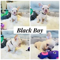 Black Collar, a male French Bulldog for sale in Sugar Land, TX – Photo 1 of 6