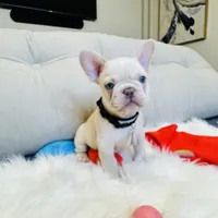 Black Collar, a male French Bulldog for sale in Sugar Land, TX – Photo 2 of 6