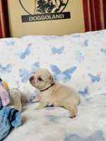 Black Collar, a male French Bulldog for sale in Sugar Land, TX – Photo 5 of 8