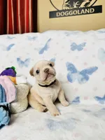 Black Collar, a male French Bulldog for sale in Sugar Land, TX – Photo 3 of 8