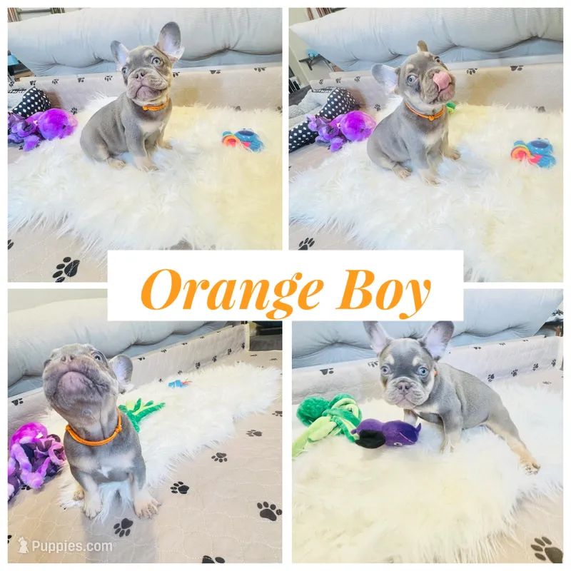 Orange Collar – French Bulldog puppy for sale in Sugar Land, TX
