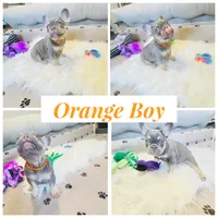 Orange Collar, a male French Bulldog for sale in Sugar Land, TX – Photo 1 of 7