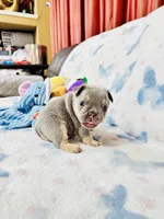 Orange Collar, a male French Bulldog for sale in Sugar Land, TX – Photo 4 of 8