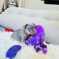 Orange Collar, a male French Bulldog for sale in Sugar Land, TX – Photo 3 of 7