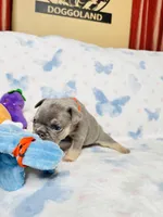 Orange Collar, a male French Bulldog for sale in Sugar Land, TX – Photo 3 of 8