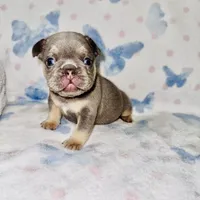 Orange Collar, a male French Bulldog for sale in Sugar Land, TX – Photo 4 of 7