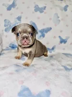 Orange Collar, a male French Bulldog for sale in Sugar Land, TX – Photo 6 of 8