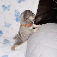 Orange Collar, a male French Bulldog for sale in Sugar Land, TX – Photo 5 of 7