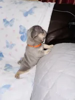 Orange Collar, a male French Bulldog for sale in Sugar Land, TX – Photo 5 of 8