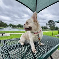 Orange Collar, a male French Bulldog for sale in Sugar Land, TX – Photo 7 of 7