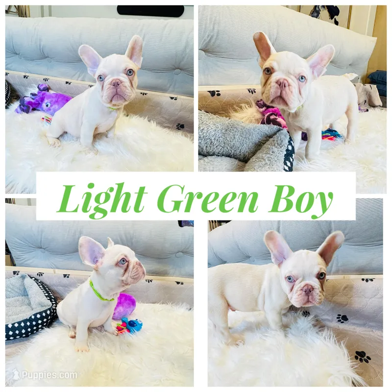 Light Green Collar – French Bulldog puppy for sale in Sugar Land, TX