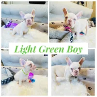 Light Green Collar, a male French Bulldog for sale in Sugar Land, TX – Photo 1 of 7