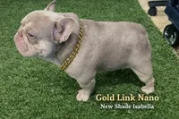 Light Green Collar, a male French Bulldog for sale in Sugar Land, TX – Photo 4 of 10