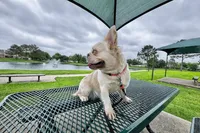 Light Green Collar, a male French Bulldog for sale in Sugar Land, TX – Photo 10 of 10