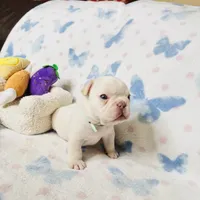 Light Green Collar, a male French Bulldog for sale in Sugar Land, TX – Photo 3 of 7