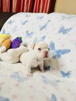 Light Green Collar, a male French Bulldog for sale in Sugar Land, TX – Photo 3 of 10