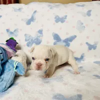 Light Green Collar, a male French Bulldog for sale in Sugar Land, TX – Photo 4 of 7